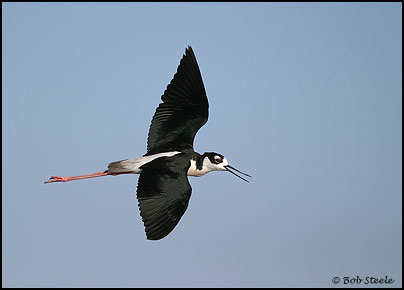 Black-necked Stilt (Himantopus mexicanus)