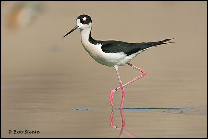 Black-necked Stilt (Himantopus mexicanus)