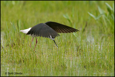Black-necked Stilt (Himantopus mexicanus)