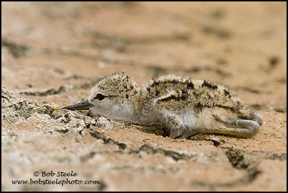 Black-necked Stilt (Himantopus mexicanus)