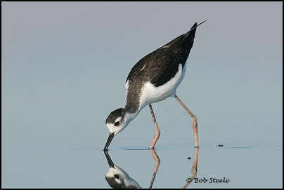 Black-necked Stilt (Himantopus mexicanus)