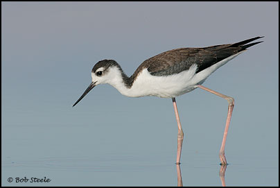 Black-necked Stilt (Himantopus mexicanus)
