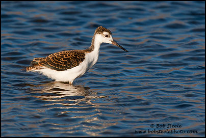 Black-necked Stilt (Himantopus mexicanus)