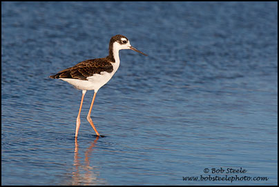 Black-necked Stilt (Himantopus mexicanus)