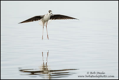 Black-necked Stilt (Himantopus mexicanus)