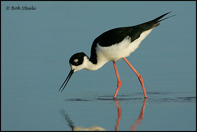 Black-necked Stilt (Himantopus mexicanus)