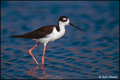 Black-necked Stilt (Himantopus mexicanus)