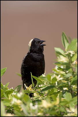 Bobolink (Dolichonyx oryzivorus)