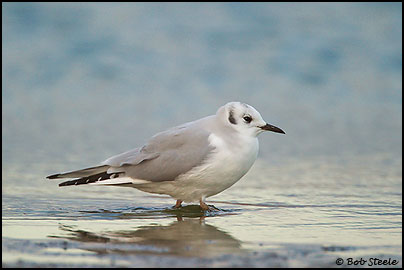 Bonaparte's Gull (Larus philadelphia)