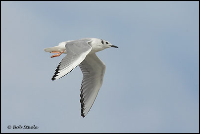 Bonaparte's Gull (Larus philadelphia)