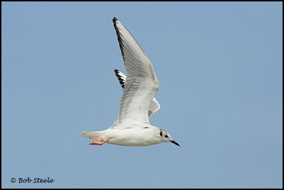 Bonaparte's Gull (Larus philadelphia)