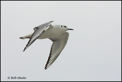 Bonaparte's Gull (Larus philadelphia)