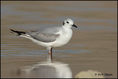 Bonaparte's Gull (Larus philadelphia)