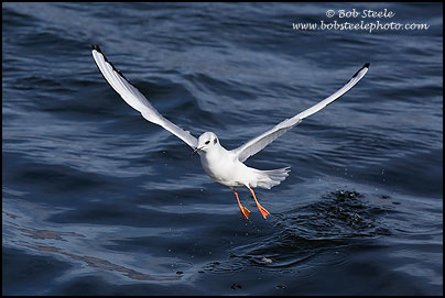 Bonaparte's Gull (Larus philadelphia)
