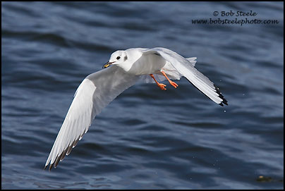 Bonaparte's Gull (Larus philadelphia)