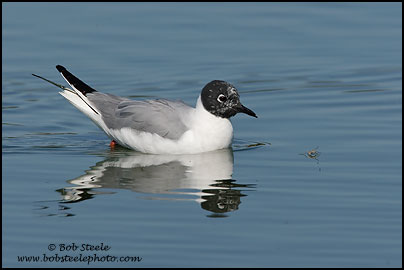 Bonaparte's Gull (Larus philadelphia)