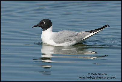 Bonaparte's Gull (Larus philadelphia)