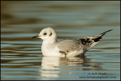 Bonaparte's Gull (Larus philadelphia)