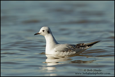 Bonaparte's Gull (Larus philadelphia)