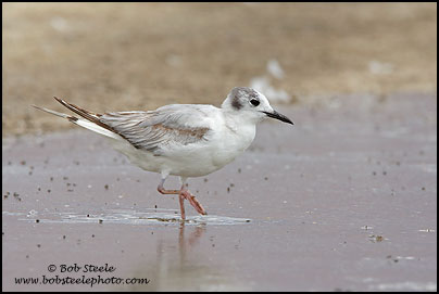 Bonaparte's Gull (Larus philadelphia)