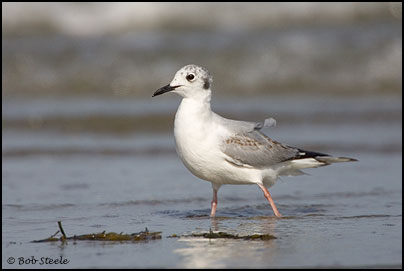 Bonaparte's Gull (Larus philadelphia)