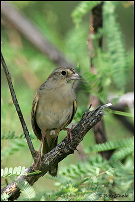 Botteri's Sparrow (Aimophila botterii)