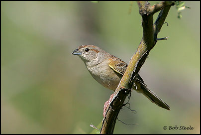 Botteri's Sparrow (Aimophila botterii)