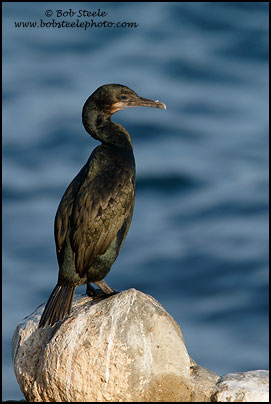 Brandt's Cormorant (Phalacrocorax penicillatus)