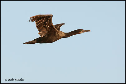 Brandt's Cormorant (Phalacrocorax penicillatus)