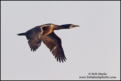 Brandt's Cormorant (Phalacrocorax penicillatus)