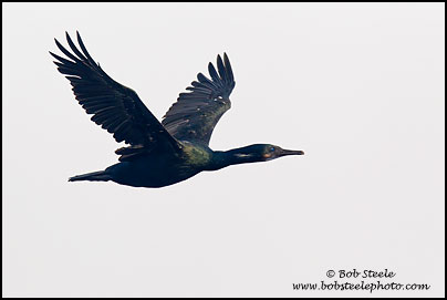 Brandt's Cormorant (Phalacrocorax penicillatus)