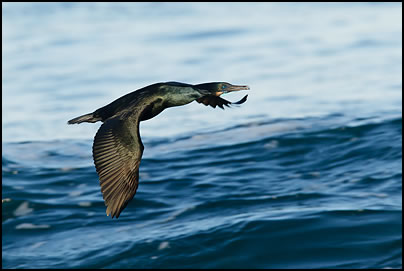 Brandt's Cormorant (Phalacrocorax penicillatus)