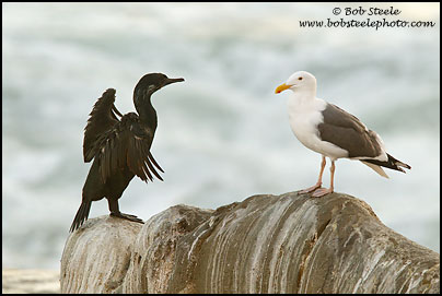 Brandt's Cormorant (Phalacrocorax penicillatus)