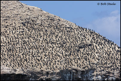 Brandt's Cormorant (Phalacrocorax penicillatus)