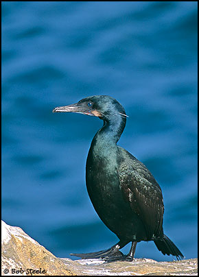 Brandt's Cormorant (Phalacrocorax penicillatus)