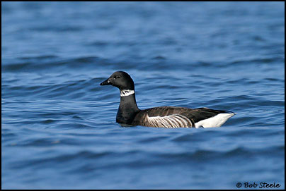 Brant (Branta bernicla)