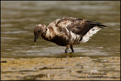 Brant (Branta bernicla)