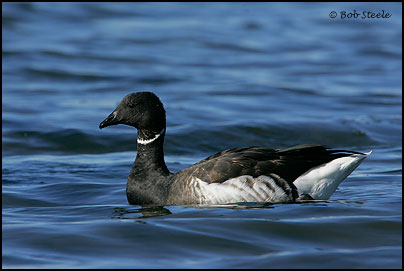 Brant (Branta bernicla)