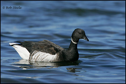Brant (Branta bernicla)