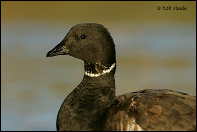 Brant (Branta bernicla)