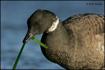 Brant (Branta bernicla)