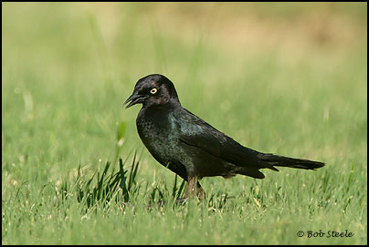 Brewer's Blackbird (Euphagus cyanocephalus)