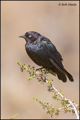 Brewer's Blackbird (Euphagus cyanocephalus)