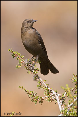Brewer's Blackbird (Euphagus cyanocephalus)