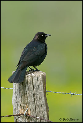 Brewer's Blackbird (Euphagus cyanocephalus)