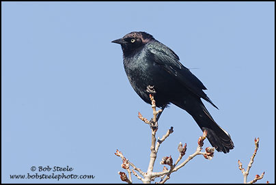 Brewer's Blackbird (Euphagus cyanocephalus)