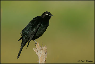 Brewer's Blackbird (Euphagus cyanocephalus)