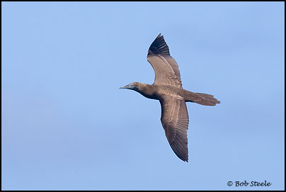Brown Booby (Sula leucogaster)