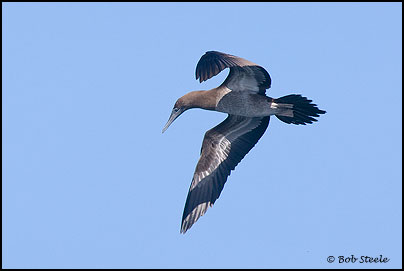 Brown Booby (Sula leucogaster)