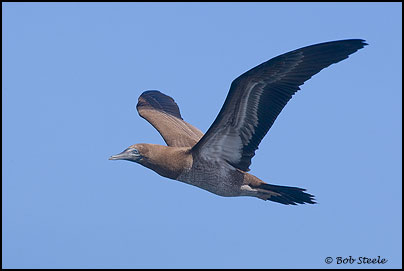 Brown Booby (Sula leucogaster)